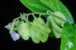 Image of Hebecarpa costaricensis (Chodat) J. R. Abbott & J. F. B. Pastore