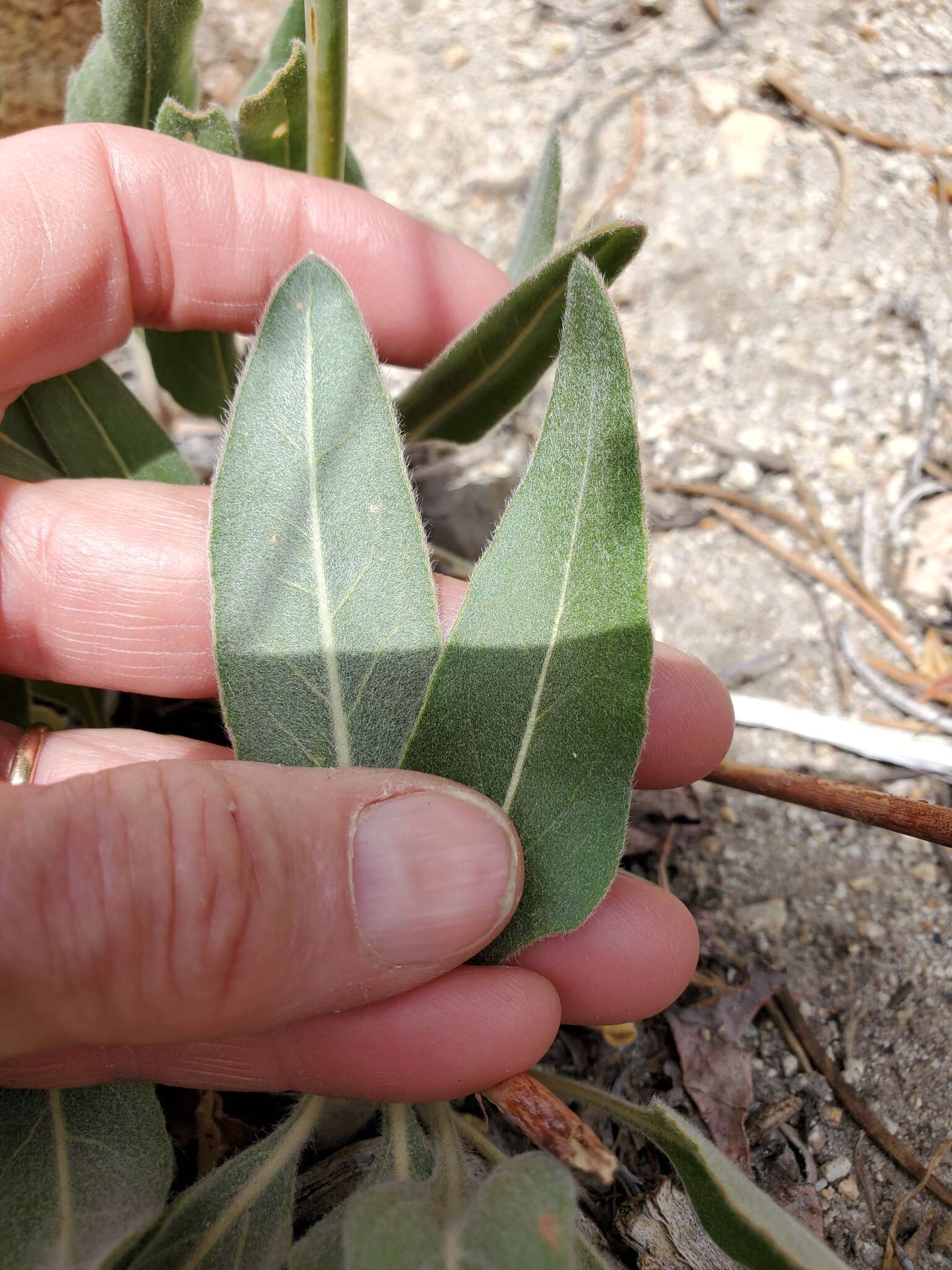 Imagem de Eriogonum elatum var. elatum