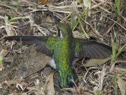 Image of Short-tailed Emerald