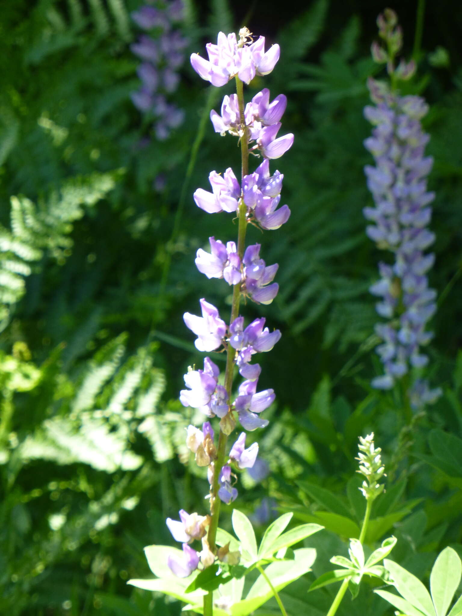 Image of largeleaf lupine