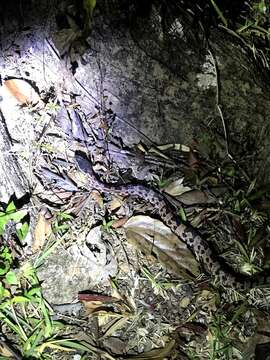 Image of Chinese Mountain Pit Viper