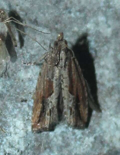 Image of Moth