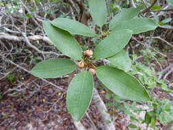 صورة Manilkara jaimiqui subsp. emarginata (L.) Cronquist