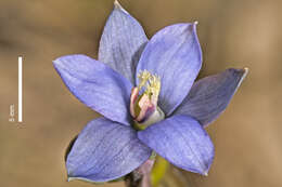 Image of Sun orchid