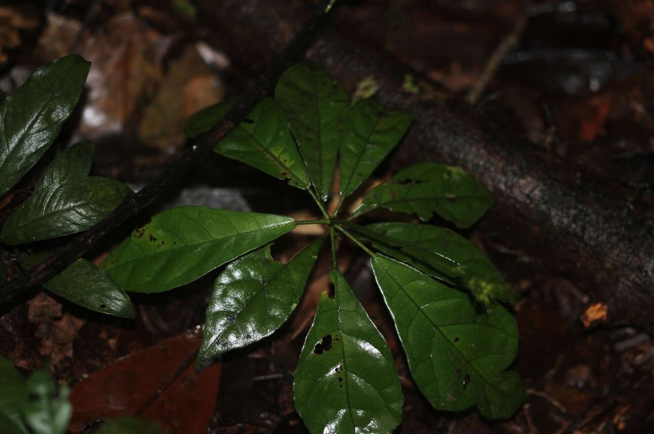 Image of Pavonia castaneifolia A. St.-Hil. & Naud.