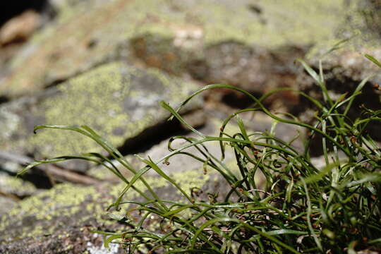 Image of Asplenium septentrionale subsp. caucasicum Fraser-Jenkins & Lovis