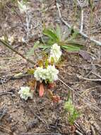 Image of Ptilotus humilis (Nees) F. Müll.