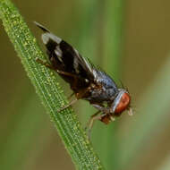 Image of Herina ruficeps Wulp 1867