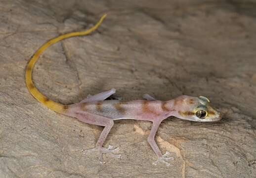 Image of Gallagher's Gecko