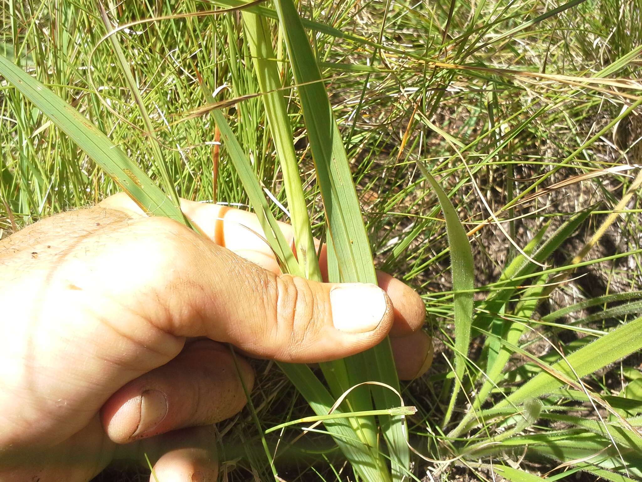 Imagem de Gladiolus appendiculatus G. J. Lewis