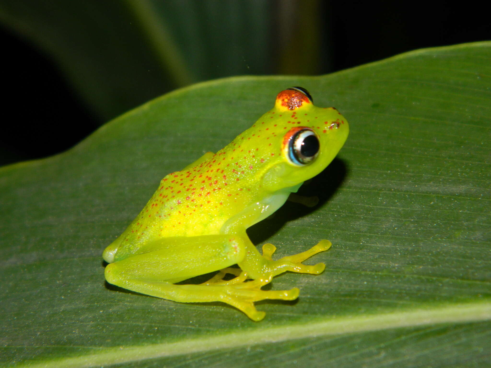 Image of Boophis tasymena Vences & Glaw 2002