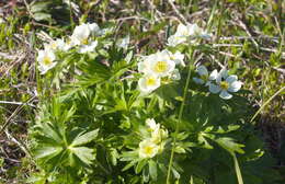 Imagem de Anemonastrum narcissiflorum subsp. villosissimum (DC.) A. Löve & D. Löve