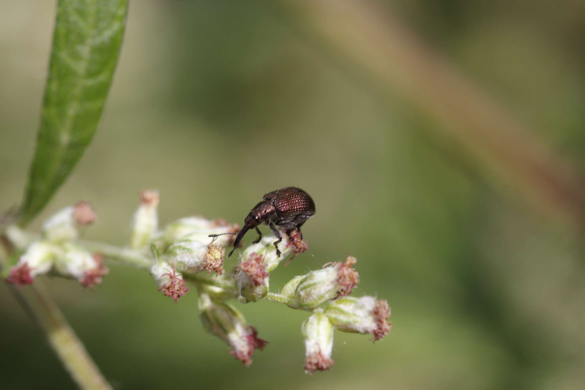 Image of Plum Borer