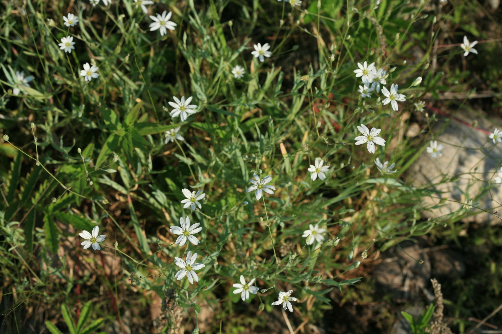 Image of Stellaria dahurica Willd. ex Schltdl.