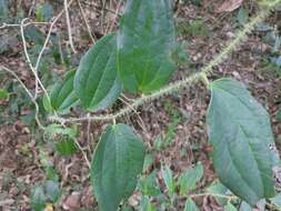 Smilax horridiramula Hayata resmi