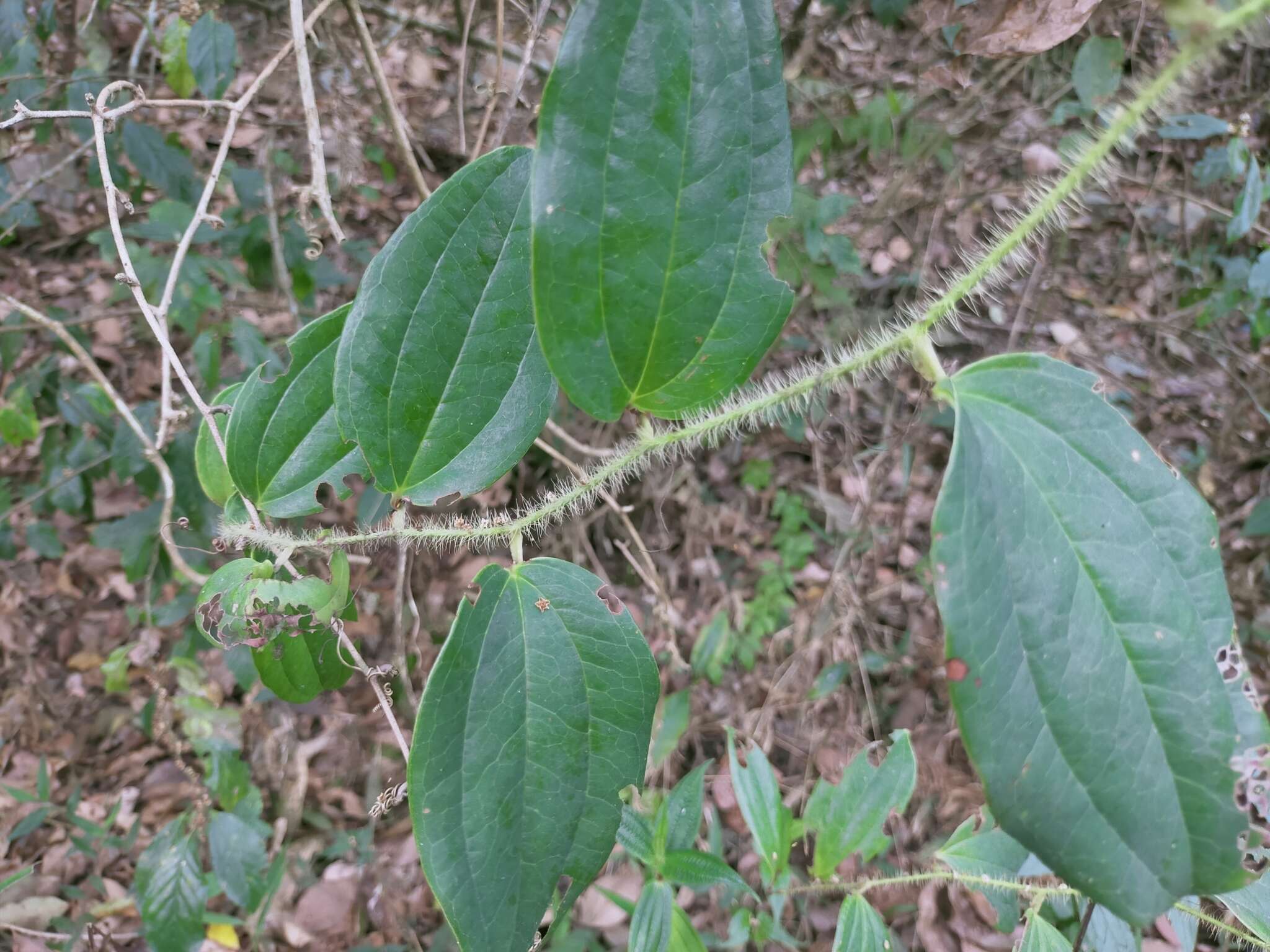 Image de Smilax horridiramula Hayata