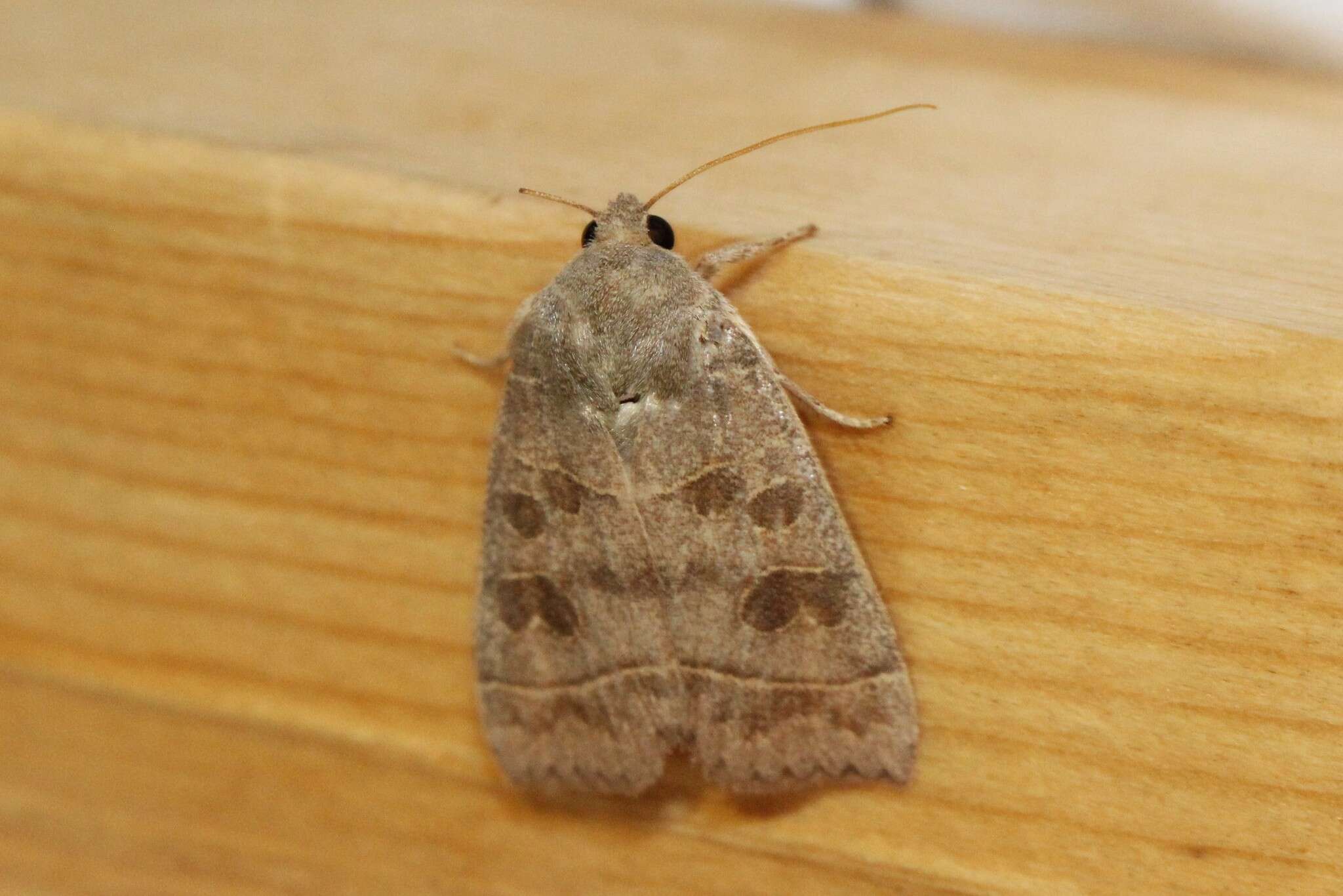 Image of Even-lined Sallow