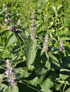 Image of Phlomoides alpina (Pall.) Adylov, Kamelin & Makhm.