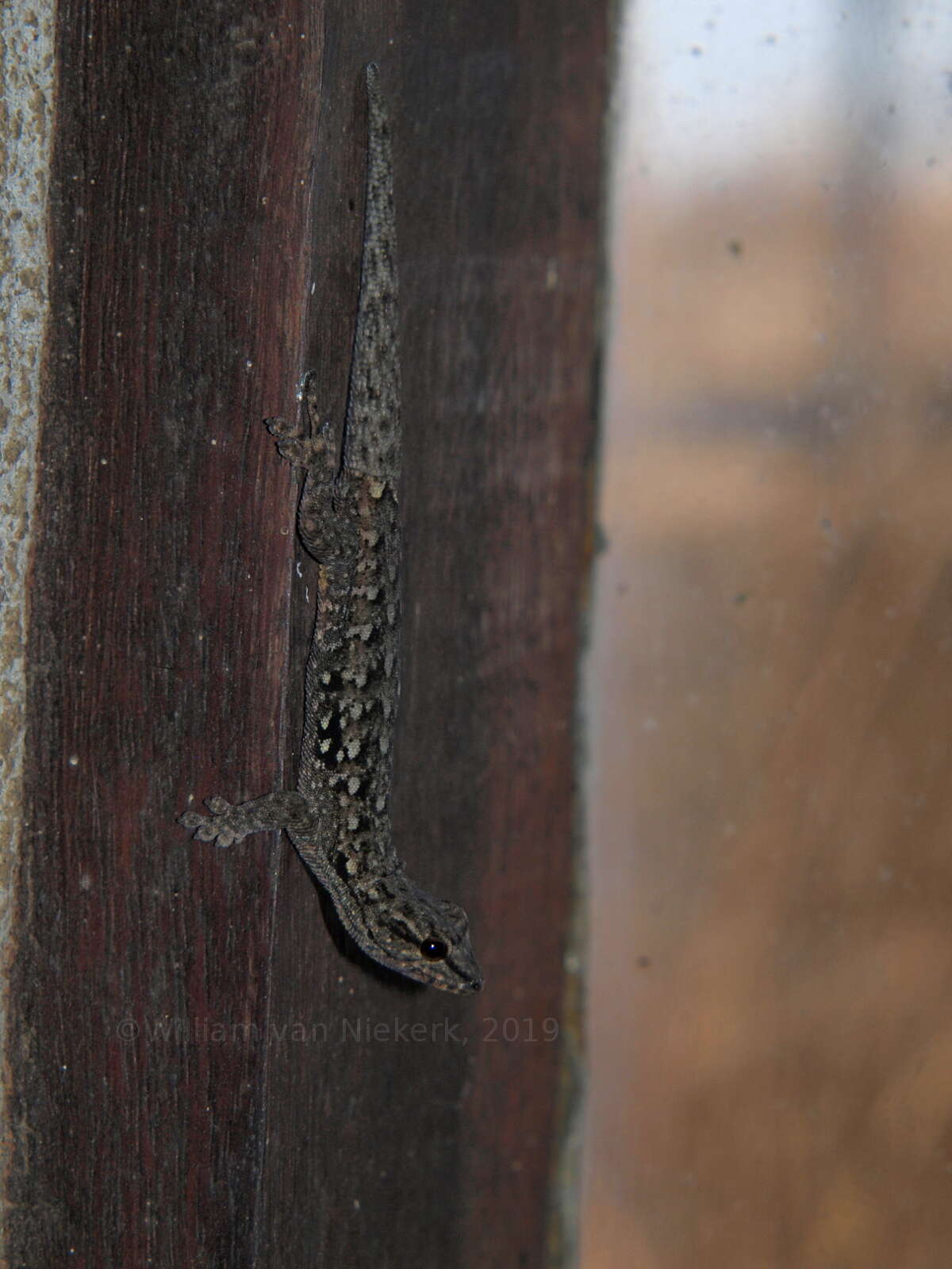 Image of Angulated dwarf gecko