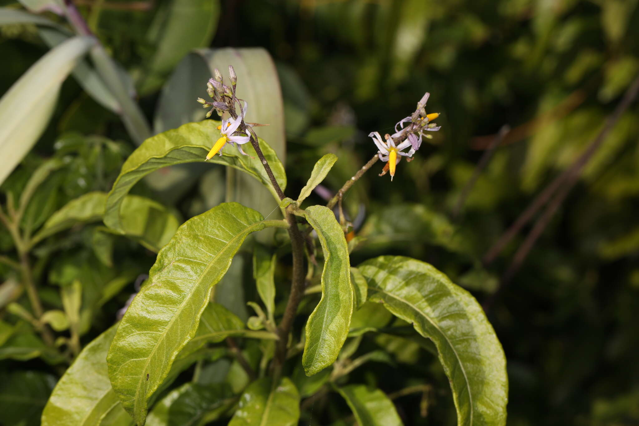 Image of Bahama Nightshade