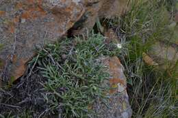 Image of Dwarf Everlasting