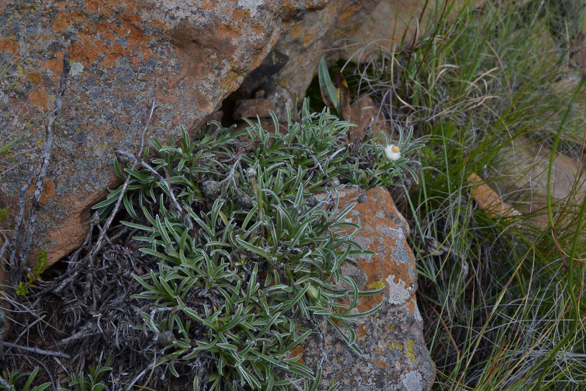 Image of Dwarf Everlasting