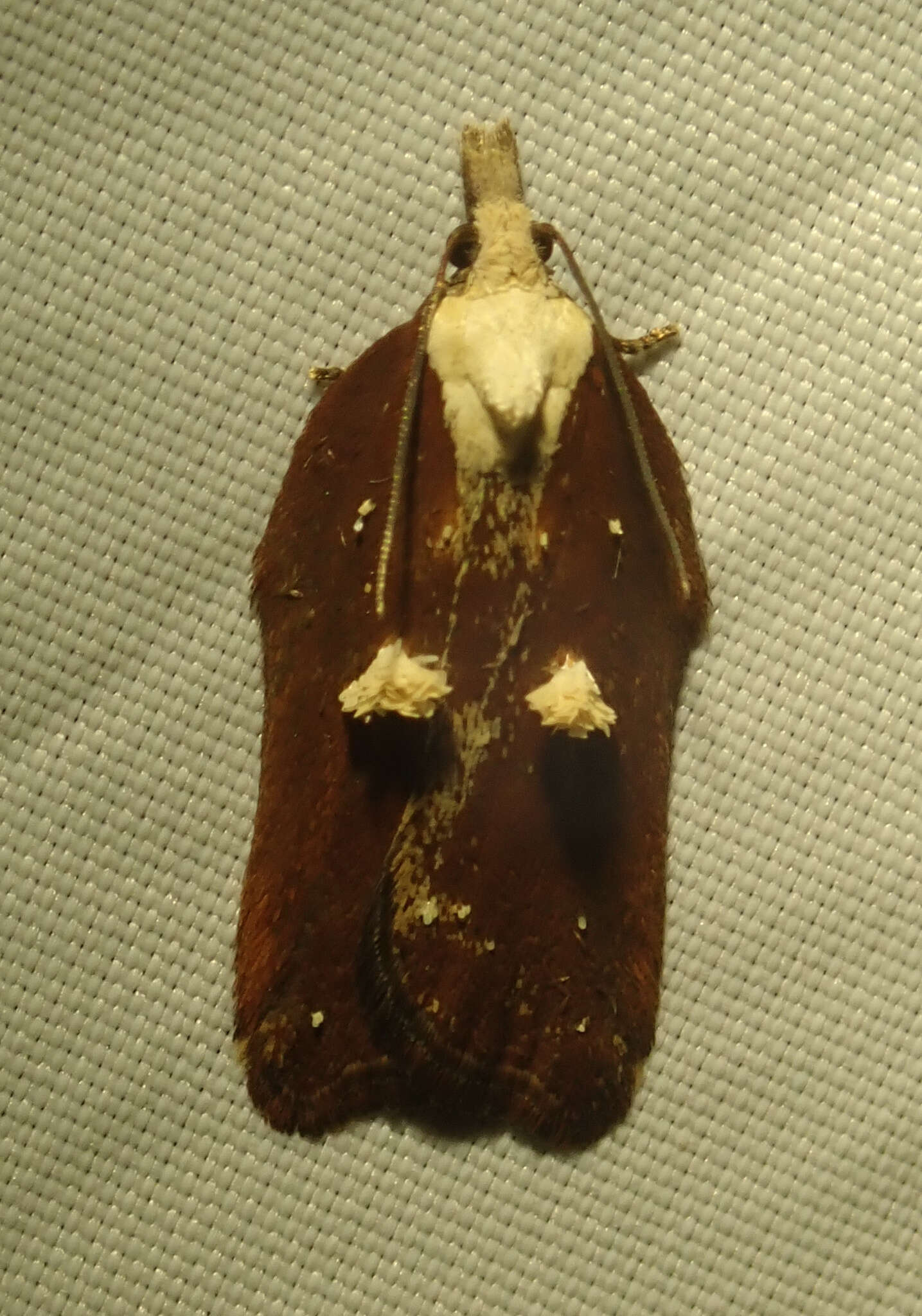 Image of Acleris cristana Denis & Schiffermüller 1775