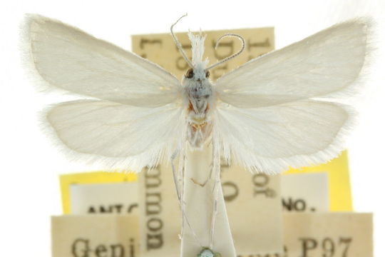 Image of <i>Niphadoses palleucus</i> Common 1960