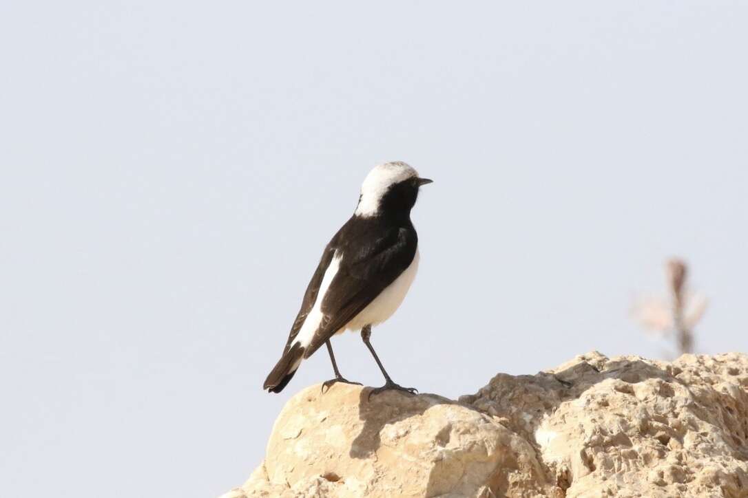 Image of Mourning Wheatear