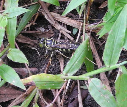 Imagem de Stictia maculata (Fabricius 1804)