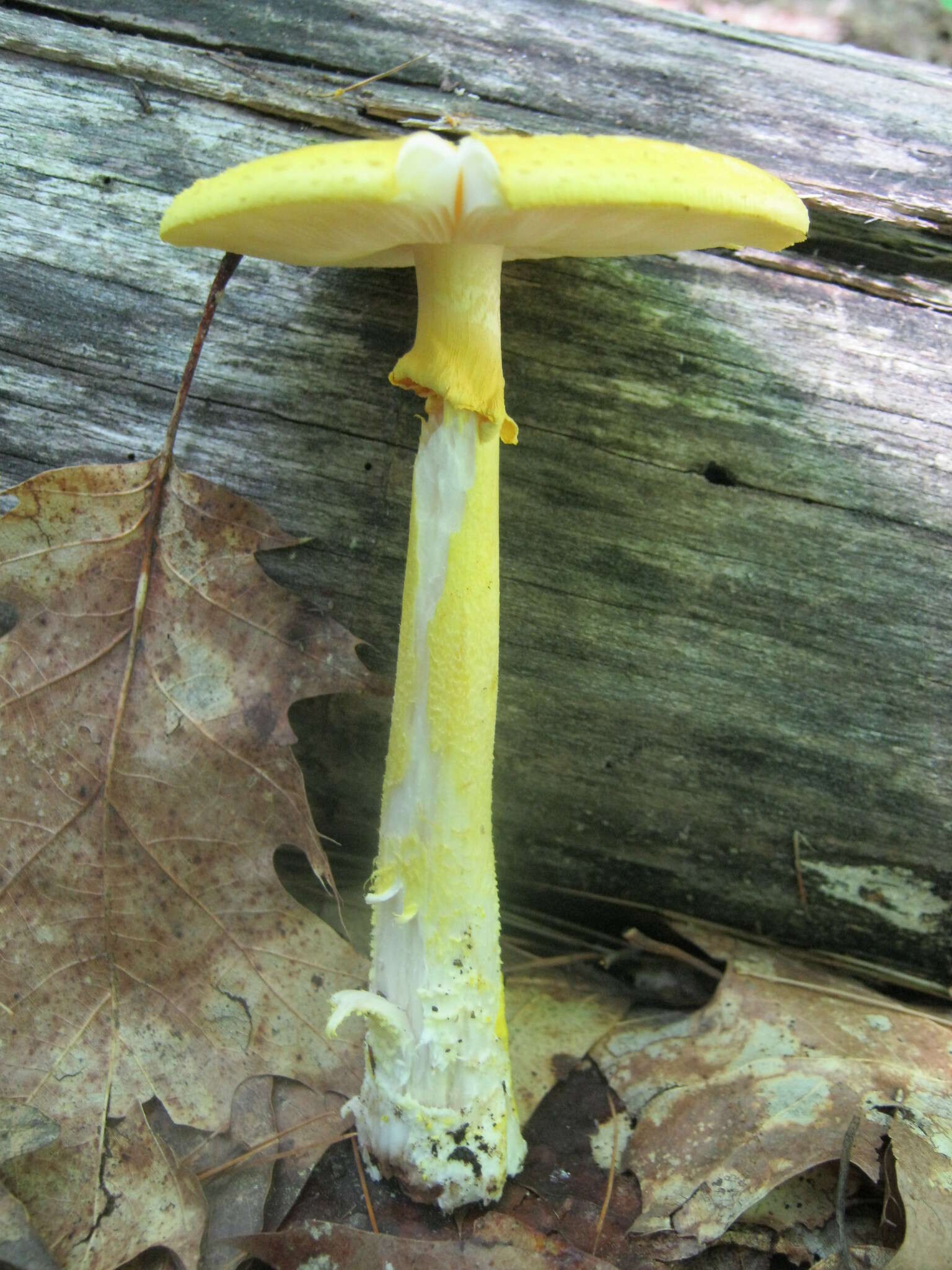 Image of Amanita flavoconia G. F. Atk. 1902