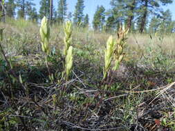 Image of stiff yellow Indian paintbrush