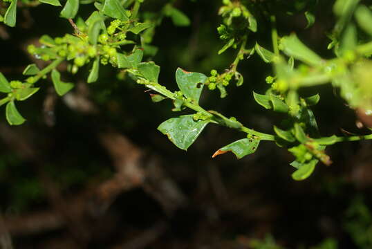 Image of Acacia truncata (Burm. fil.)