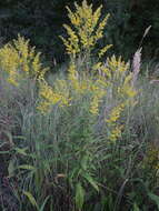 <i>Solidago</i> × <i>niederederi</i> resmi