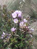 Image of Gentianella foliosa (Kunth) Fabris.