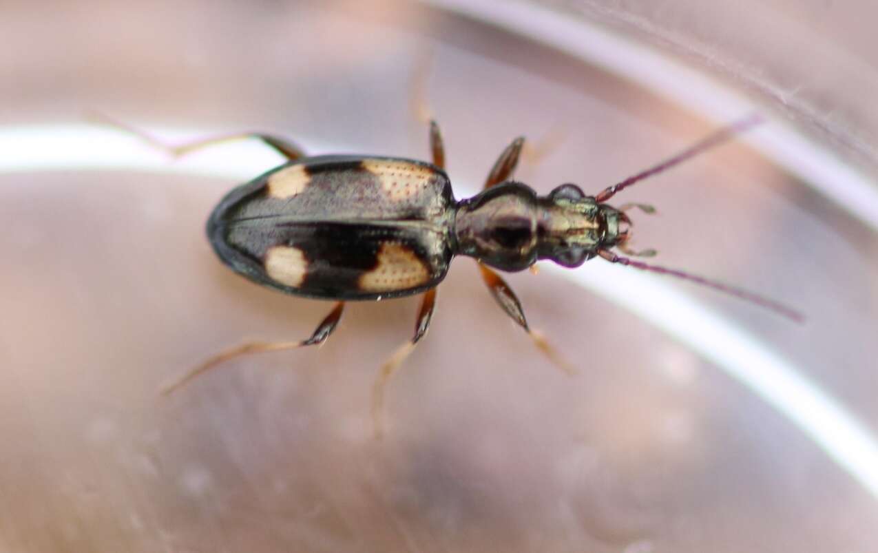 Bembidion (Nepha) genei Küster 1847的圖片