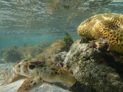 Image of epaulette sharks