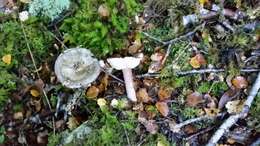 Image of Russula atroviridis Buyck 1990