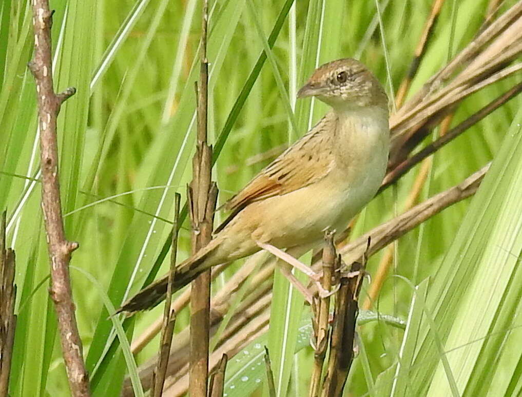 Plancia ëd Schoenicola striatus (Jerdon 1841)