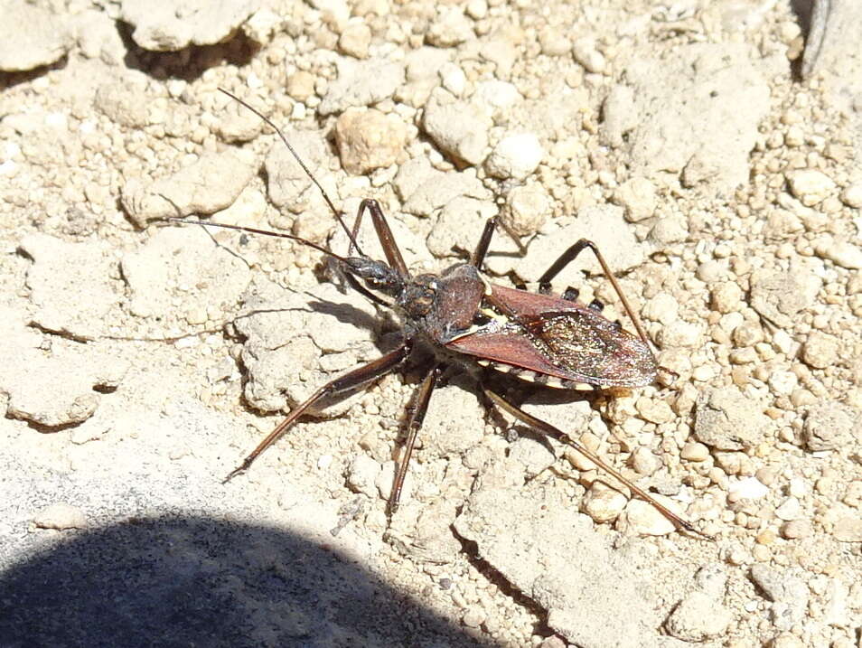 Plancia ëd Rhynocoris erythropus (Linnaeus 1767)