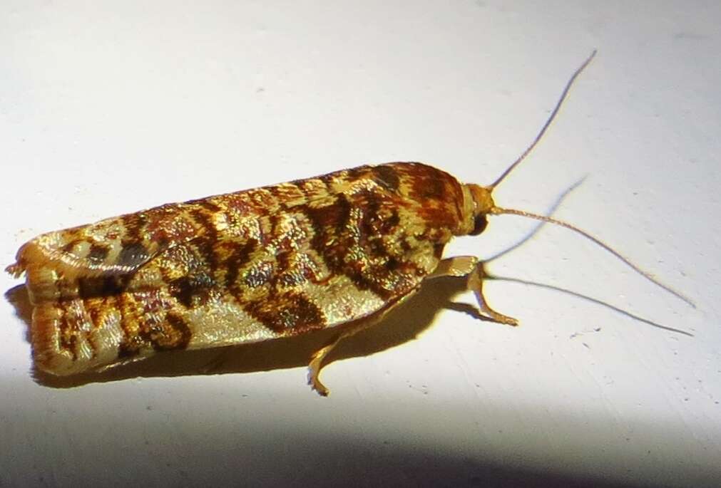 Image of Fruit-Tree Leafroller Moth