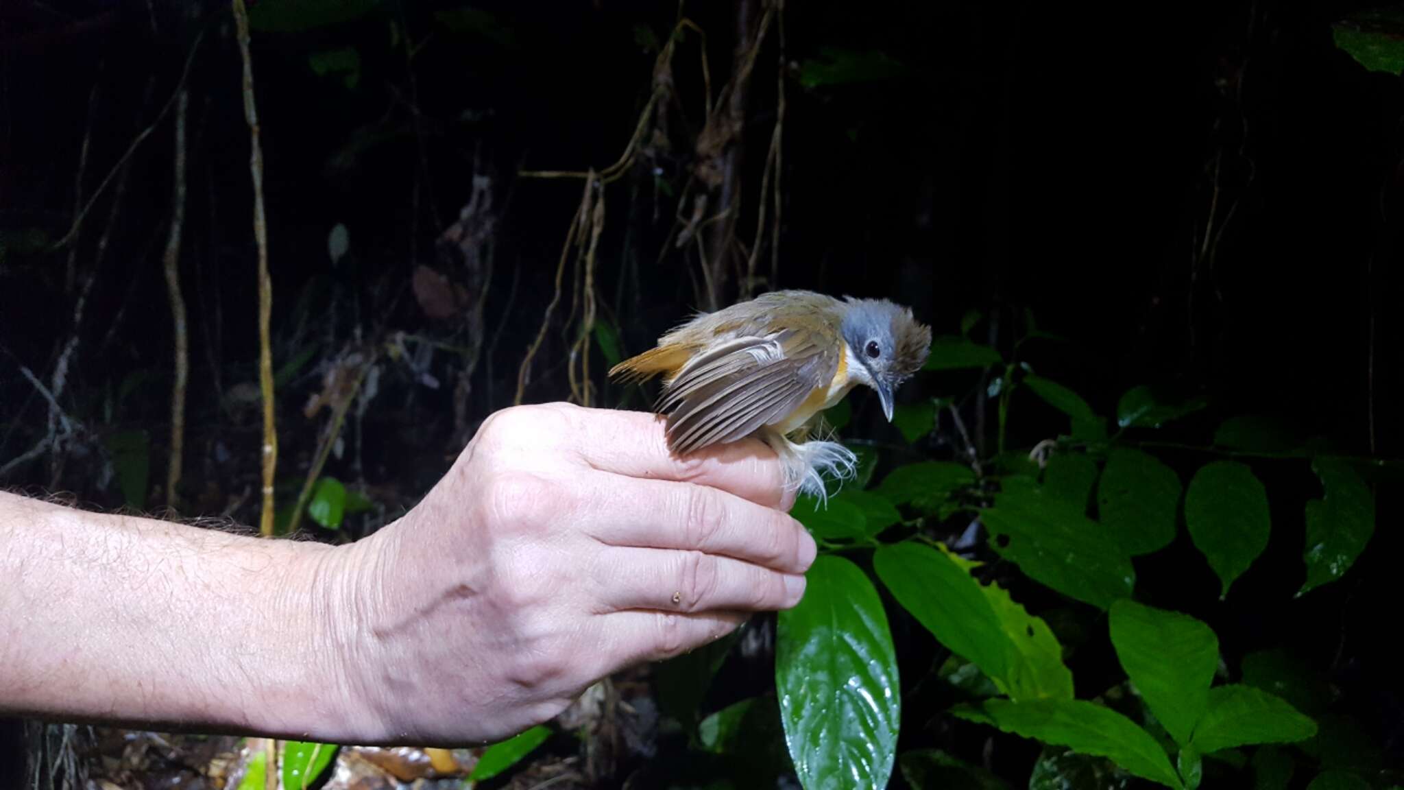 Image of Short-tailed Babbler