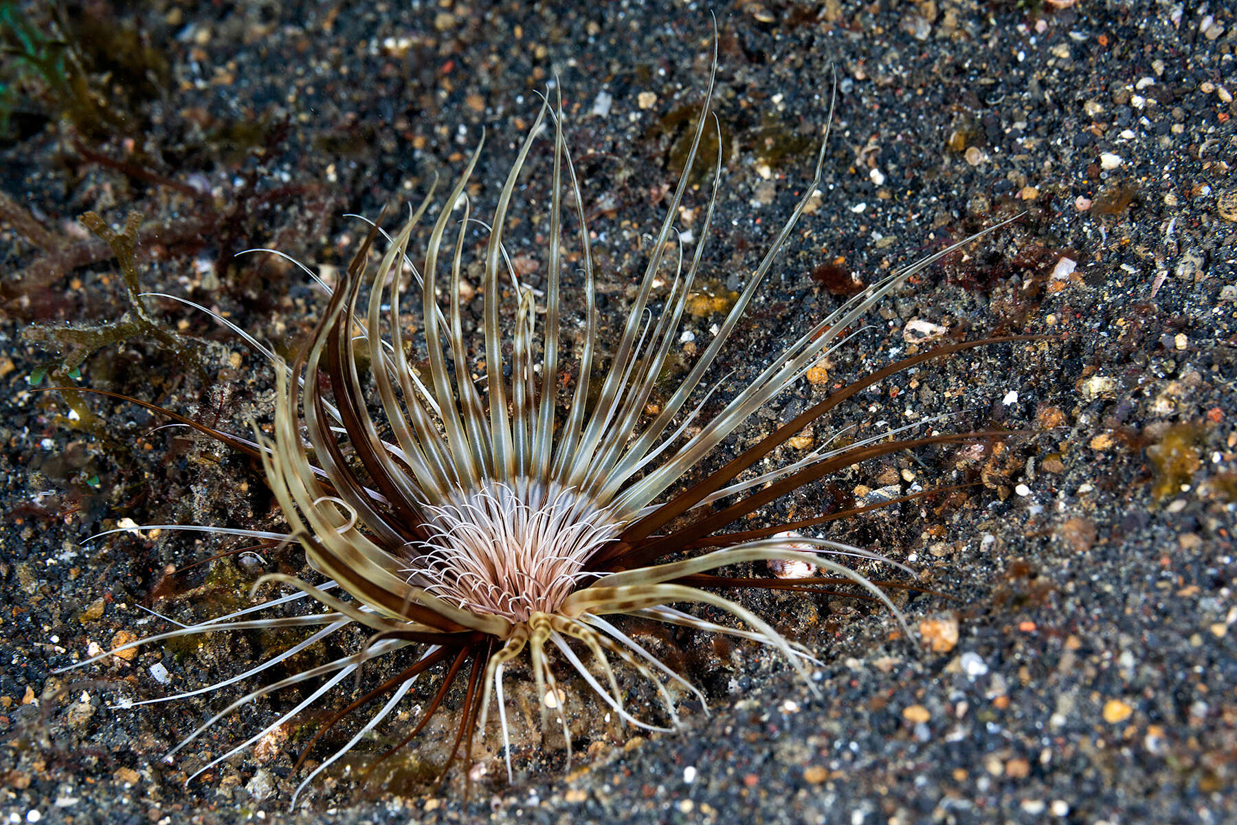 Image of Brown ring sand anemone