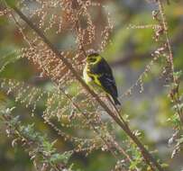 Image of Yellow-breasted Greenfinch