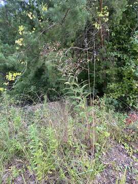 صورة Vernonia glauca (L.) Willd.