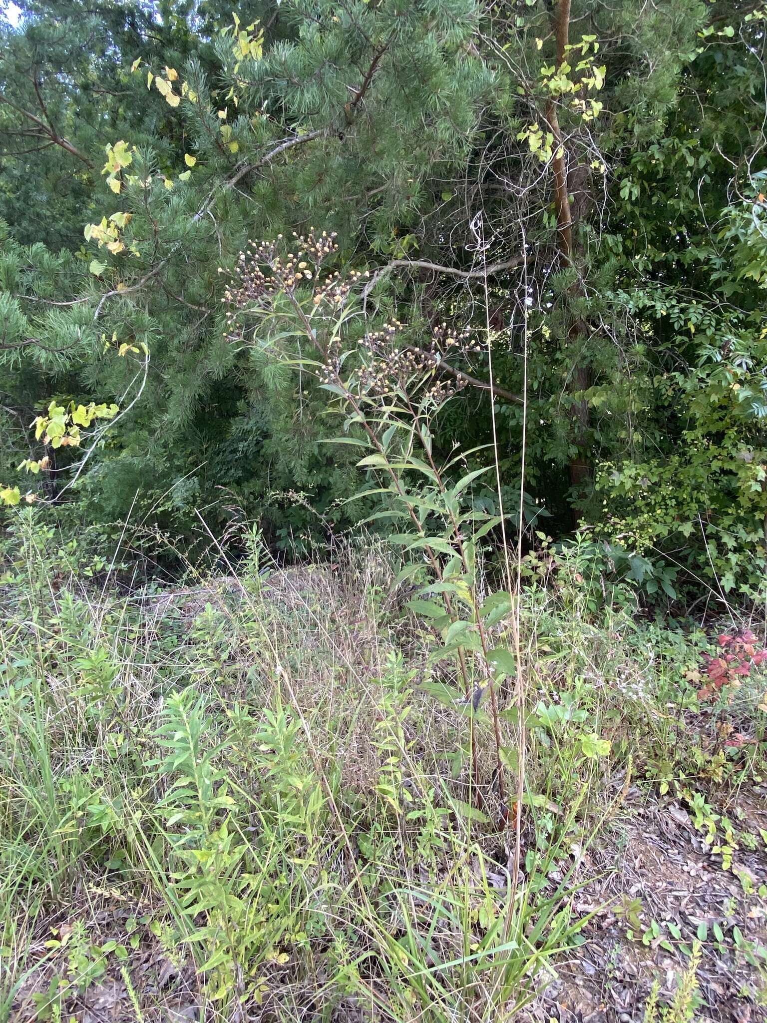 Image de Vernonia glauca (L.) Willd.