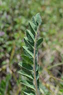 Imagem de Astragalus schanginianus Pall.