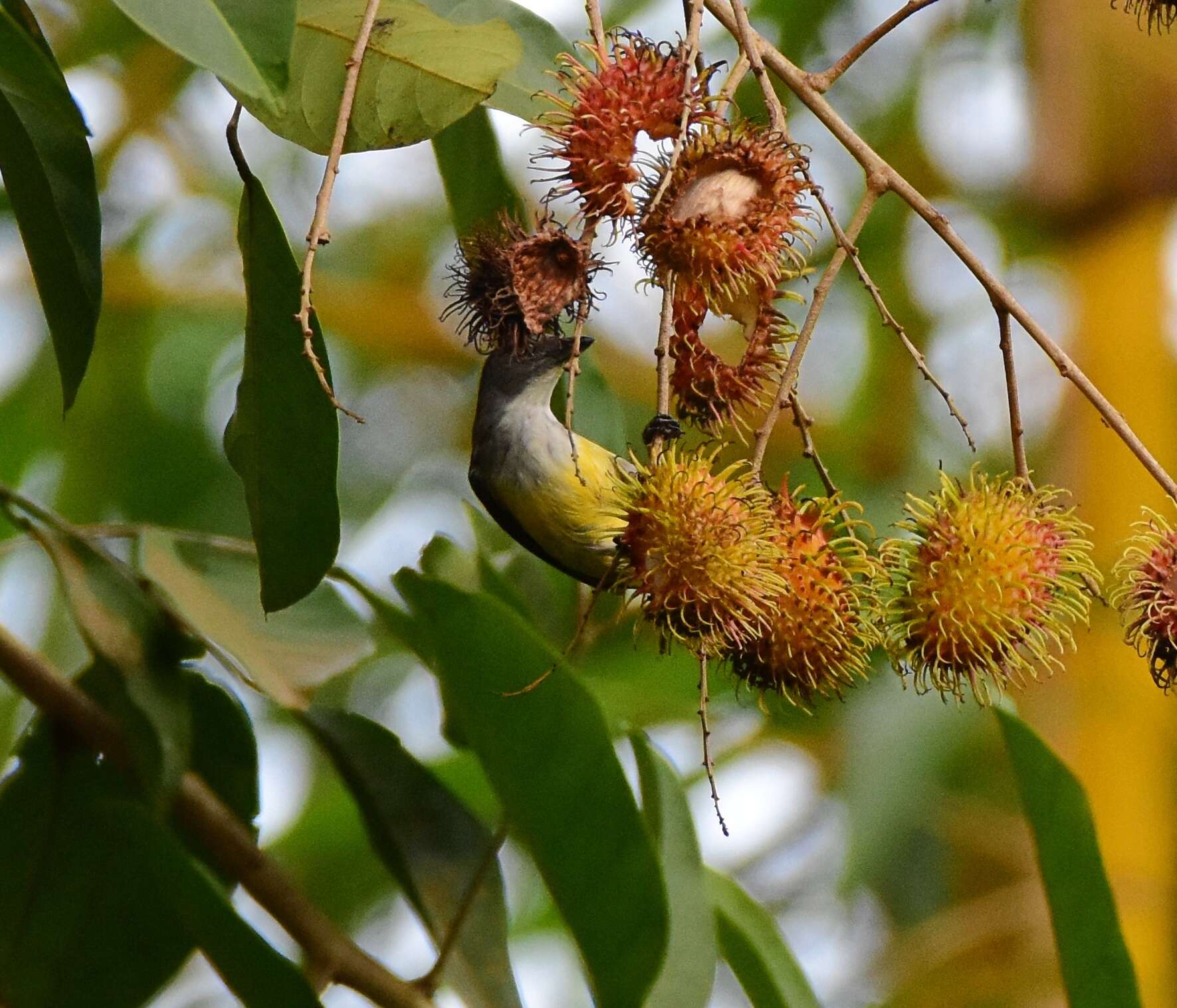 Image of Legge's Flowerpecker