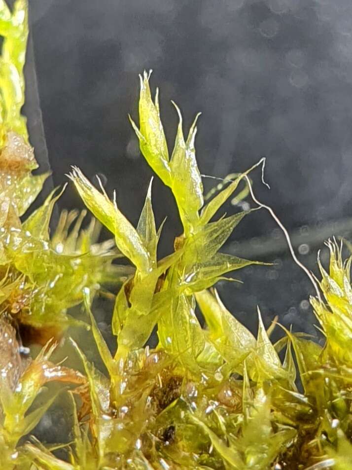 Image of Hygroamblystegium varium (Hedw.) Mönk.