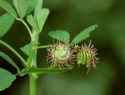 Image of Medicago carstiensis Wulfen